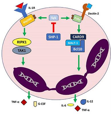 Mechanisms of Inflammation in Neutrophil-Mediated Skin Diseases